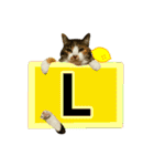 フリップラブリー三毛猫(英数字編)（個別スタンプ：12）
