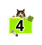 フリップラブリー三毛猫(英数字編)（個別スタンプ：31）