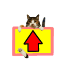 フリップラブリー三毛猫(英数字編)（個別スタンプ：37）