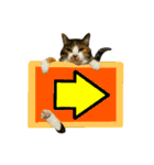 フリップラブリー三毛猫(英数字編)（個別スタンプ：39）