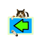 フリップラブリー三毛猫(英数字編)（個別スタンプ：40）
