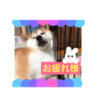 そら こと ゆめ ペットフォト！（個別スタンプ：1）