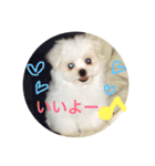 そら こと ゆめ ペットフォト！（個別スタンプ：2）