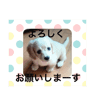 そら こと ゆめ ペットフォト！（個別スタンプ：3）