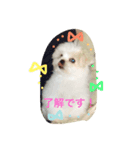 そら こと ゆめ ペットフォト！（個別スタンプ：5）