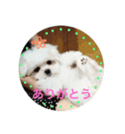 そら こと ゆめ ペットフォト！（個別スタンプ：6）