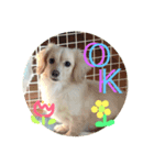そら こと ゆめ ペットフォト！（個別スタンプ：8）