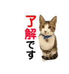 うるぬんさん（個別スタンプ：4）