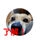 僕、こじろう！（個別スタンプ：2）