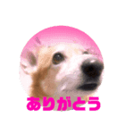 僕、こじろう！（個別スタンプ：3）