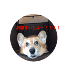 僕、こじろう！（個別スタンプ：6）