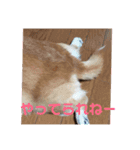僕、こじろう！（個別スタンプ：7）