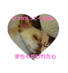 赤ちゃんとチワワが行く（個別スタンプ：1）