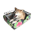 柴犬-りんちゃん 1（個別スタンプ：6）