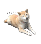 柴犬-りんちゃん 1（個別スタンプ：9）