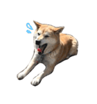 柴犬-りんちゃん 1（個別スタンプ：12）