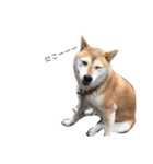 柴犬-りんちゃん 1（個別スタンプ：18）