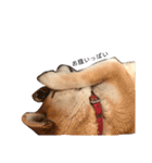 柴犬-りんちゃん 1（個別スタンプ：20）