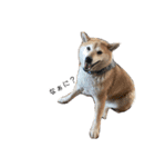 柴犬-りんちゃん 1（個別スタンプ：21）