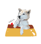 柴犬-りんちゃん 1（個別スタンプ：22）