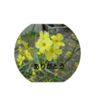 写真  花（個別スタンプ：4）