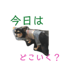 TKGふぁみりーの日常。（個別スタンプ：6）