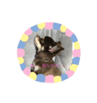 ボニ子の生活1（個別スタンプ：2）