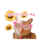 私の可愛らしい猫のチャオです。（個別スタンプ：1）