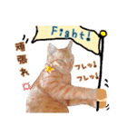 私の可愛らしい猫のチャオです。（個別スタンプ：2）