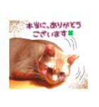 私の可愛らしい猫のチャオです。（個別スタンプ：3）