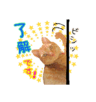 私の可愛らしい猫のチャオです。（個別スタンプ：7）
