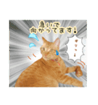 私の可愛らしい猫のチャオです。（個別スタンプ：8）