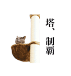 ゲームマスター猫（個別スタンプ：8）