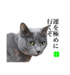 ゲームマスター猫（個別スタンプ：11）