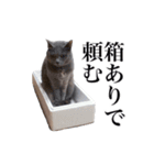 ゲームマスター猫（個別スタンプ：17）