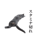 ゲームマスター猫（個別スタンプ：20）