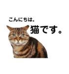 猫のみみさん（個別スタンプ：1）
