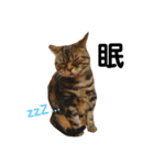 猫のみみさん（個別スタンプ：2）