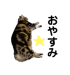 猫のみみさん（個別スタンプ：3）