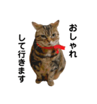 猫のみみさん（個別スタンプ：4）
