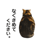 猫のみみさん（個別スタンプ：5）