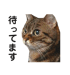 猫のみみさん（個別スタンプ：6）