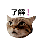 猫のみみさん（個別スタンプ：7）