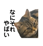 猫のみみさん（個別スタンプ：8）