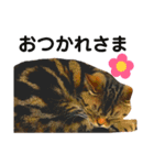 猫のみみさん（個別スタンプ：9）
