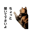猫のみみさん（個別スタンプ：10）