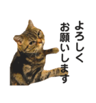 猫のみみさん（個別スタンプ：12）