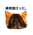 猫のみみさん（個別スタンプ：13）