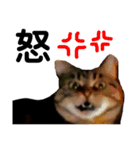 猫のみみさん（個別スタンプ：15）