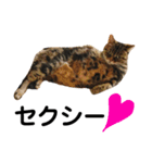 猫のみみさん（個別スタンプ：16）